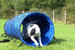 Doggy Day Care - Tunnel | K9focus